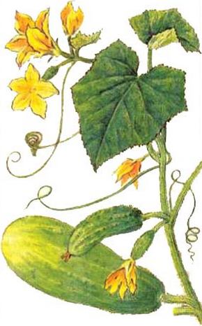 ������ ��������.