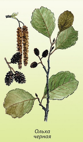 �������� ��������: ����� ������, �������.