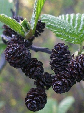 �������� ��������: ����� ������, �������.