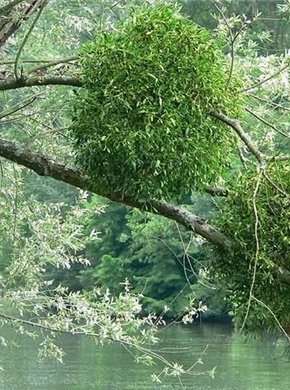 �������� ��������: ����� �����, �������� �����.