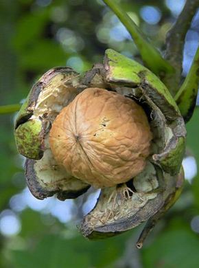 �������� ��������: ���� �������, ���������.