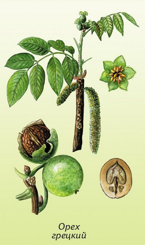 �������� ��������: ���� �������, ���������.