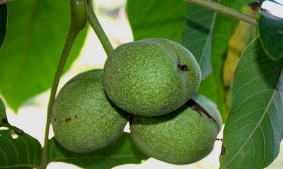 �������� ��������: ���� �������, ���������.