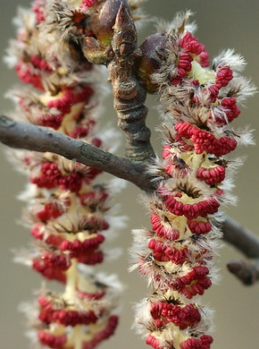 ����� ������������.