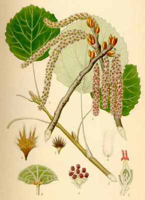 ����� ������������.