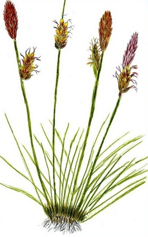 ����� ��������.