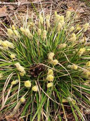 ����� ��������