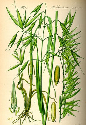 ���� ��������