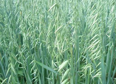 ���� ��������.