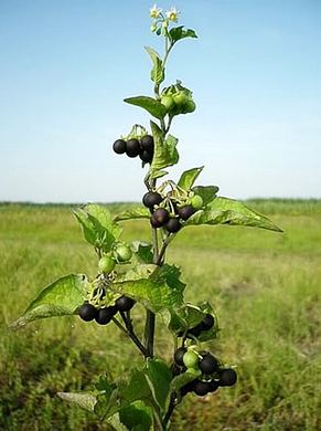 ������ ������.