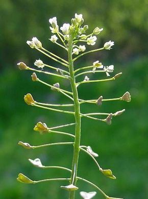 �������� ��������: �������� �����, �������� ��������, ��������, �����, ������ �������, ���������, �����.