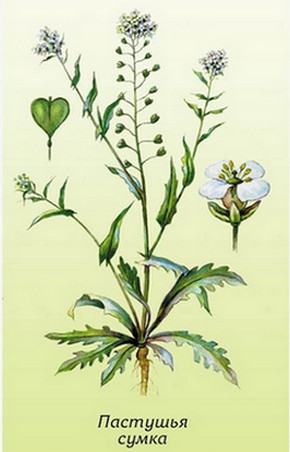 �������� ��������: �������� �����, �������� ��������, ��������, �����, ������ �������, ���������, �����.