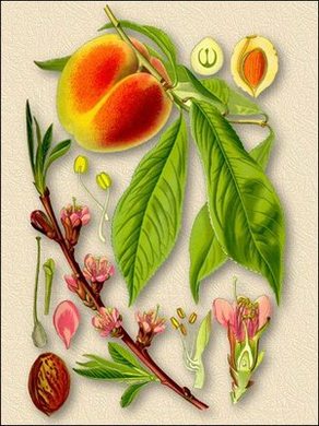 ������ ������������.