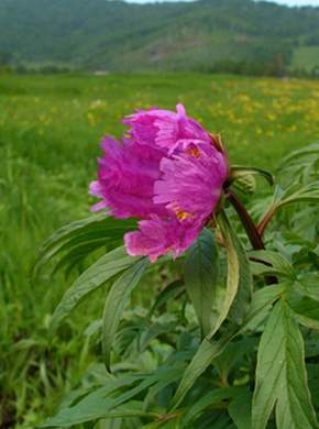 �������� ��������: ���� ������������, ������ ������, ����, ������, ����� �������, ����-������, ��������� �����.