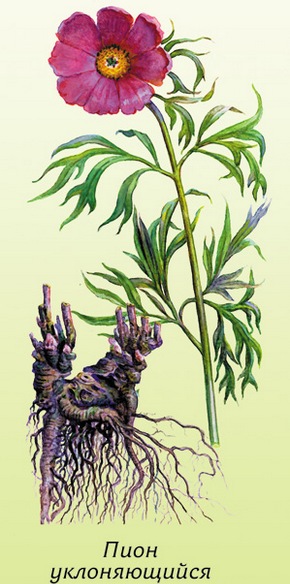 �������� ��������: ���� ������������, ������ ������, ����, ������, ����� �������, ����-������, ��������� �����.