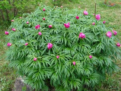 �������� ��������: ���� ������������, ������ ������, ����, ������, ����� �������, ����-������, ��������� �����.