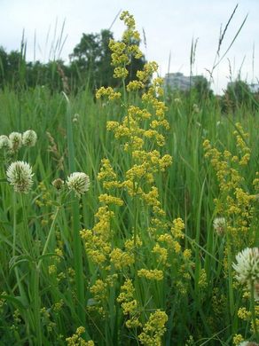 �������� ��������: ����������� ���������, ����������� ��������, �������, ������ �����, ������� �����, ��������, ������������ �����, ���������.