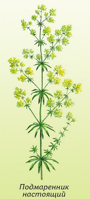 �������� ��������: ����������� ���������, ����������� ��������, �������, ������ �����, ������� �����, ��������, ������������ �����, ���������.