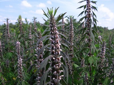 �������� ��������: ��������� �������������, ������������, ������� �������, ��������� �����.