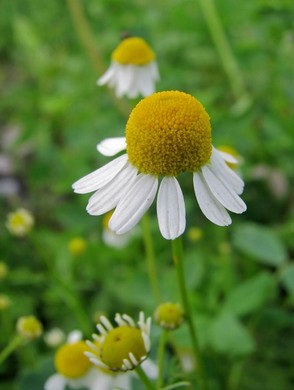 �������� ��������: ������� ��������, �������������, ����������, ������, �������, ������, �������� �����.