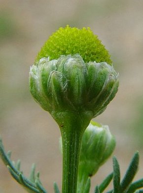 �������� ��������: ������� �������������, �������������, �������, ��������, �������.