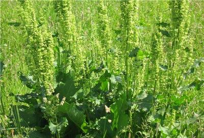 �������� ��������: ������ �������, ������, ������� �����, ������� �������, ����������� �����, ��������.