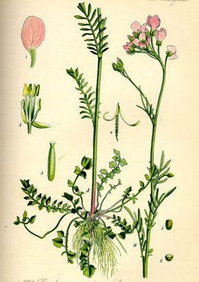 �������� ��������: ��������� �������, ��������.