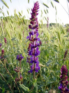 �������� ��������: ������ �������������, ������, �������, ������.