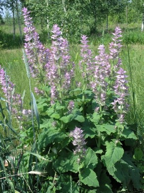 �������� ��������: ������ ���������.