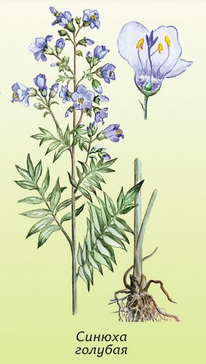 �������� ��������: ������ �������, ���������, ��������, ��������� ���������, ������-�����, �������� �����, ������.