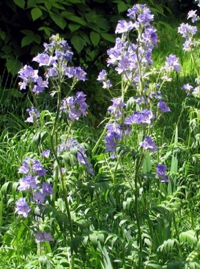 �������� ��������: ������ �������, ���������, ��������, ��������� ���������, ������-�����, �������� �����, ������.