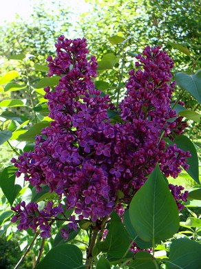 �������� ��������: ������ ������������.