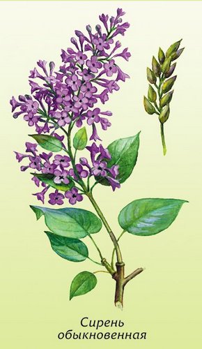 �������� ��������: ������ ������������.