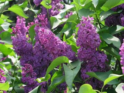 �������� ��������: ������ ������������.