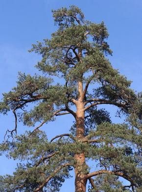 �������� ��������: ����� ������������, ������, ������.