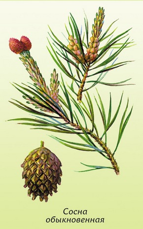 �������� ��������: ����� ������������, ������, ������.