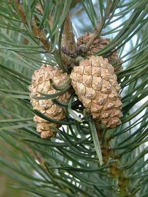 �������� ��������: ����� ������������, ������, ������.