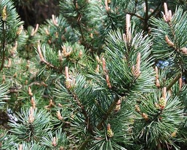 �������� ��������: ����� ������������, ������, ������.