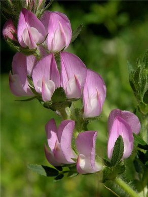 �������� ��������: �������� �������, ��������, ������� �����, ������.