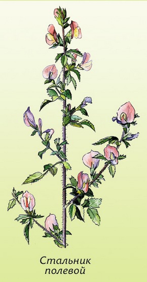 �������� ��������: �������� �������, ��������, ������� �����, ������.