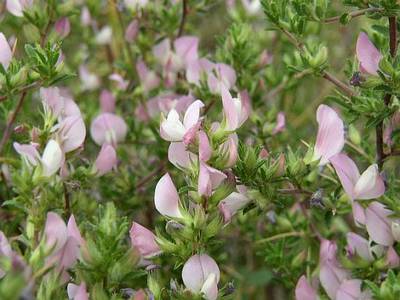 �������� ��������: �������� �������, ��������, ������� �����, ������.