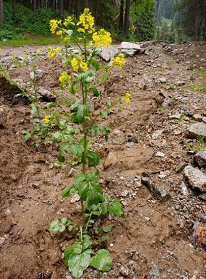 ������� ������������.