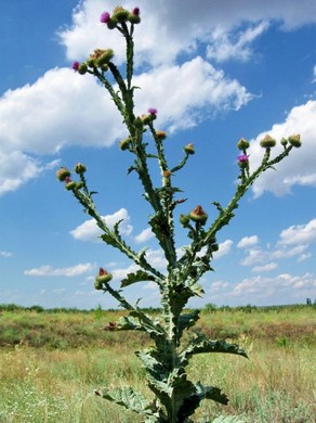 �������� ��������: �������� �������, ����������.