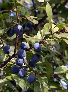 �������� ��������: ���� �������, ������� �����.