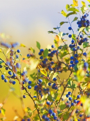 �������� ��������: ���� �������, ������� �����.