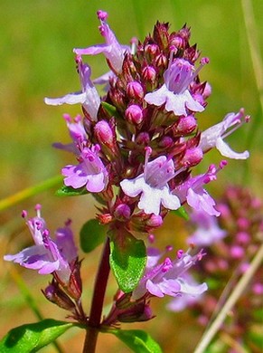 �������� ��������: ������, ������, ������, ����������� �����, ������� �����, ���������, ���������, �������.