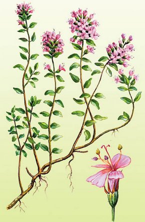 �������� ��������: ������, ������, ������, ����������� �����, ������� �����, ���������, ���������, �������.