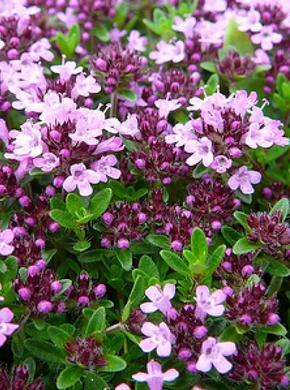 �������� ��������: ������, ������, ������, ����������� �����, ������� �����, ���������, ���������, �������.