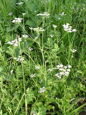 �������� ��������: ����, ���� �����, ����.