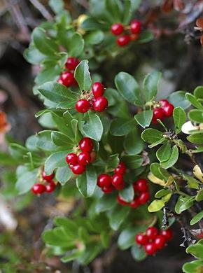 �������� ��������: ���������� ������������, �������� ����, �������� �����.